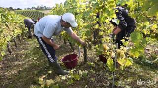 Vidéo Film Quatre 4 Saisons Vignoble Viticulture Domaine viticole [upl. by Ivah]