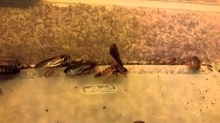 Dubia Roach mating display and mating [upl. by Kyte]