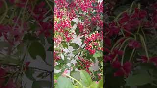 Combretum indicummadhumalti flower beautiful garden trending viralshort 2024 [upl. by Meryl]