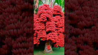 The Best way to Plant Bananas and Grow red Papaya  S Fruit and Nature shortvideo shortsfeed [upl. by Altaf]