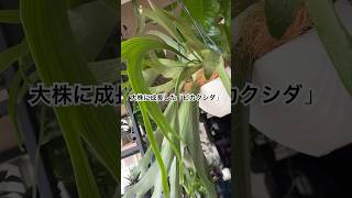 【観葉植物🪴ビカクシダ】初心者でも育てやすいビカクシダ。platycerium bifurcatum 植物のある暮らし plants 観葉植物育て方 ビカクシダ [upl. by Malamud]