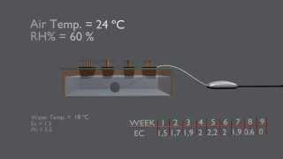 Hydroponics System DWC Deep Water Culture [upl. by Susanna]