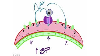 Myogenic Autoregulation [upl. by Giacopo]