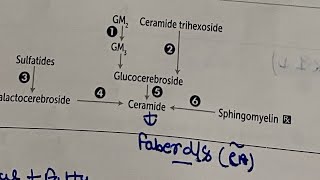 Lysosomal storage disease  hindi  neetpg inicet firstaidusmle rapidrevisionseries [upl. by Ayote]