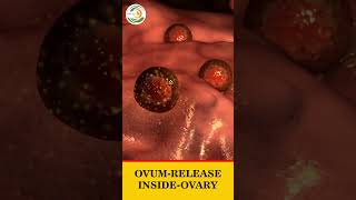 OVUM RELEASE INSIDE OVARY  Pravi IVF Hospital ovum ovary [upl. by Essila]