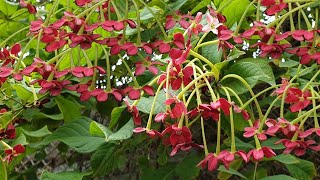 طريقة تجذير الياسمين الأحمر  Quisqualis Indica [upl. by Domenico429]