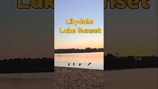 Peaceful Evening at Lilydale Lake sunset sunsetview travel travelvlog nature vlog shortvideo [upl. by Refinnaej]