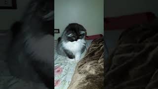 اشهر لعبه للقطط الصغير والكبير 🤣💔🤣🐈🌷 [upl. by Llezo393]