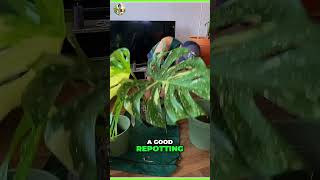 Mastering the Art of Plant Repotting in Seconds 🌱⏰🪴 [upl. by Okorih]