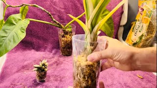 Transferring Plants To Sphagnum Moss Culture [upl. by Hiroshi]