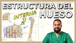 Anatomía del HUESO Estructura interna SISTEMA DE HAVERS OSTEONA Cortes histológicos [upl. by Keldon16]