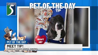 Pet of the Day Meet Tip [upl. by Frederico284]