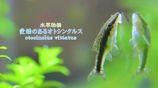 9愛嬌のあるオトシンクルス Tropical Fish otocinclus vittatuscatfish [upl. by Menashem28]