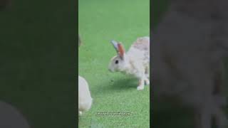 The Day Napoleon Was Attacked by Bunnies [upl. by Anes]