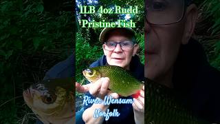 1LB 4oz Rudd River Wensum Pristine condition never been caught fishing fish riverfishing [upl. by Camp]