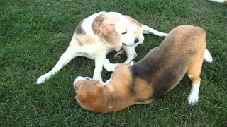 beagle epilepsy  Lafora disease 26072012 [upl. by Meraree]