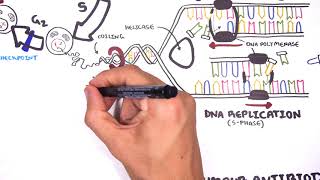 Pharmacology  Chemotherapy agents MOA Alkalating antimetabolites topoisomerase antimitotic [upl. by Finstad]