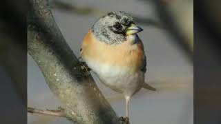 Brambling song  call  voice  sound [upl. by Frame198]