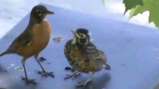 Robin Feeds Fledgling on Noisy Street [upl. by Alyak]