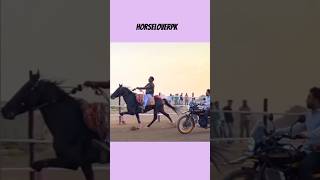 Parbhani Horse Race 2024 Malang horse sindhihorse animal horseracing horserider racehorse [upl. by Enelrahs401]