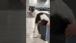 bts longdog photoshoot part 1 jcpenney photoshoot longdogs borzoi silkenwindhound [upl. by Dunham]