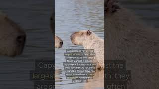 Capybara The Friendliest Animal with a Wild Twist [upl. by Leigha]