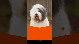 Top 10 Fluffiest Dog Breeds 🐕 shorts dog [upl. by Atinna]