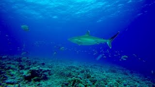 DIVING IN THE RANGIROA ATOLL  Scuba Diving In French Polynesia [upl. by Rosenzweig]