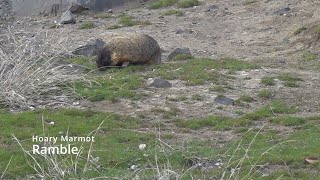 Hoary Marmot Ramble [upl. by Atirihs]