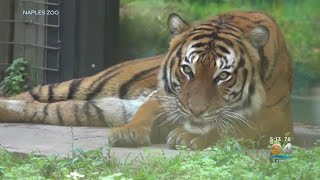 Naples Zoo Found Not At Fault In Tiger Attack [upl. by Sgninnej]