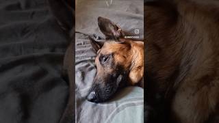 ⚠️ SIMBA 🐕 Berger Belge Malinois 📢 chien educationcanine malinois mgf [upl. by Harbour]