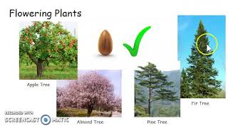 Plant Reproduction Classification [upl. by Ennoval]