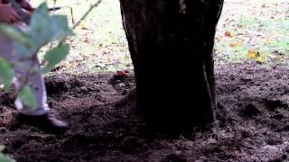 A Shade Tree Problem Girdling Roots What to look for to keep your trees healthy [upl. by Arlin763]