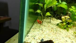 Flying Red Ramshorn Snail [upl. by Dlanigger699]