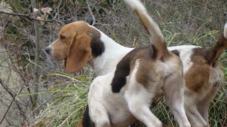 Chasse du lièvre au chien courant [upl. by Enileve]