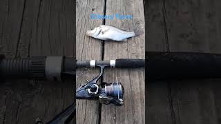 Estuary Perch Caught With A Daiwa Free Swimmer BR 3000 Gary Howard Estuary 8 Custom Fishing Rod [upl. by Kovacs]