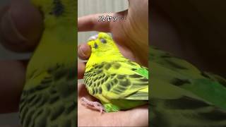 もっちりした感じで寝る人に慣れすぎたインコ【長生きゴディちゃん】 セキセイインコ かわいい 可愛い 癒し ペット kawaii parakeet [upl. by Weissberg403]