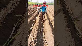 Cane planting [upl. by Roach]