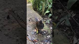 Lyrebird Imitating Other Birds [upl. by Yonita118]