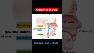 Anatomy of pharynxRespiratory system aiims anatomy nursing biology neet facts respiratory [upl. by Odette858]