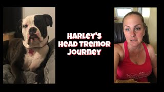 My Bulldog Puppy’s Head Tremors  Possible Cause amp Remedies [upl. by Tremain479]