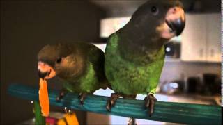 Brownheaded parrot vocalizations [upl. by Ttreve78]