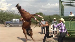 Carreras de Caballos en Cumpas Son 3 de Octubre 2015 [upl. by Nednarb]