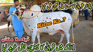 Today Taxila Mandi Latest Update 24 May 2024  Sasta Mall Naseeb Ka SodaQurbani Bakra Eid [upl. by Luamaj]