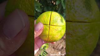 Seasonal fruits 🍑🍓🍎🍒🥝 fruitfarming fruitharvest satisfying fruitcutting gardeninglover7469 [upl. by Mona]