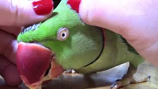 Preening My Parrot  Sir William Gets a Massage  SOOTHING VIDEO [upl. by Attenal]