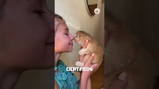 ¿Sabías que el ronroneo de tu gato es mágico 🐾✨ gatos datos amor [upl. by Ruthe]