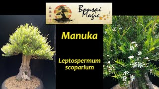 ManukaBonsai von Bonsai Magic in Südafrika [upl. by Tema]