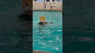 Amber going for his first swim 🤑 Amber 😨  therian furry quadrobics alterhuman pool [upl. by Nnylodnewg634]