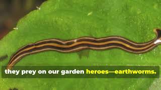 quotGarden Hammerhead Worms Threaten Earthworm Populationsquot [upl. by Uriel]